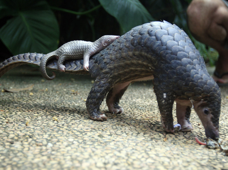 Pangolin and its baby going for a walk