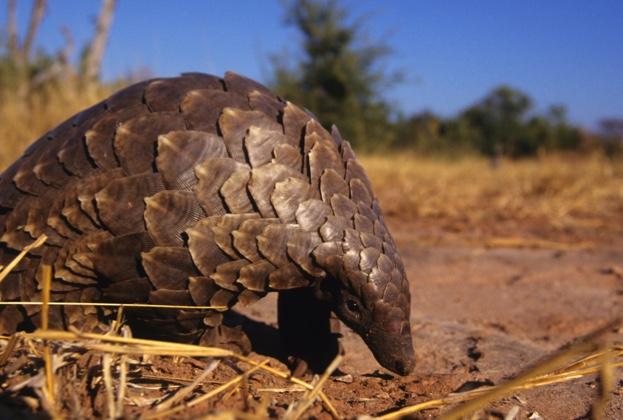 A pangolin foraging in sand © Daryl Balfour / Getty