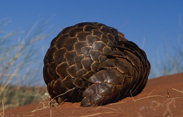 A Cape pangolin (also known as Temminck's ground pangolin) curled up in a ball © Nigel Dennis / Getty