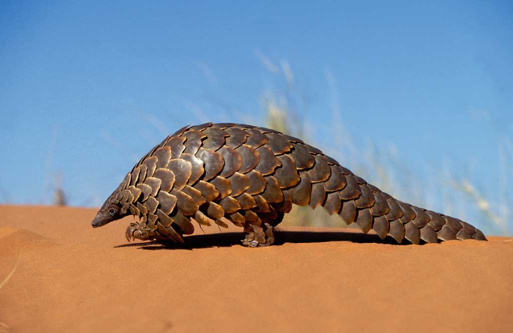 This rare and endangered creature is the most trafficked mammal on Earth.