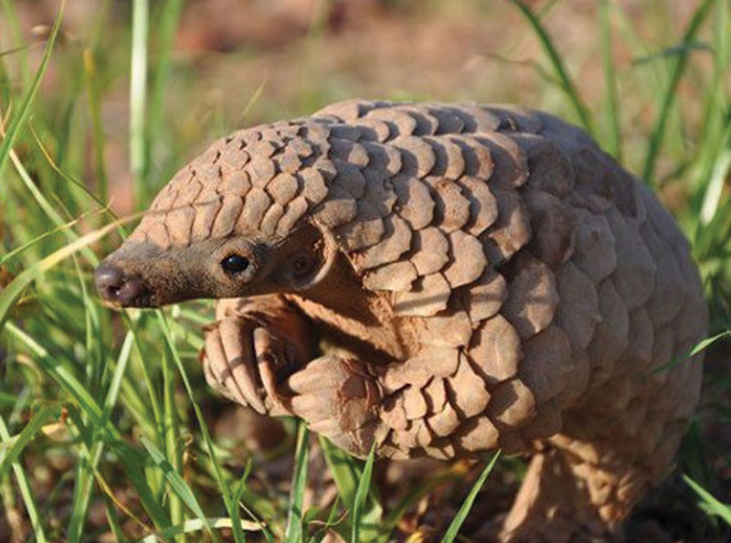 Pangolin plotting and scheming