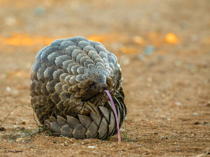 Pangolin blowing a raspbery