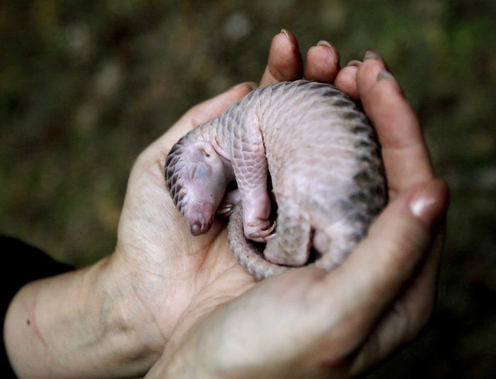An activist holds a baby pangolin prior to its release into the wild with its mother, in Sibolangit, North Sumatra, Indonesia.