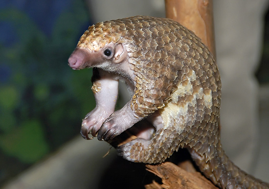 In May 2011 Indonesian customs officials inspecting a shipment of fish and turtle meat bound for Vietnam came across a gruesome discovery: 5.9 metric tons of pangolin meat and another 790 kilograms of pangolin scales hidden within the cargo.